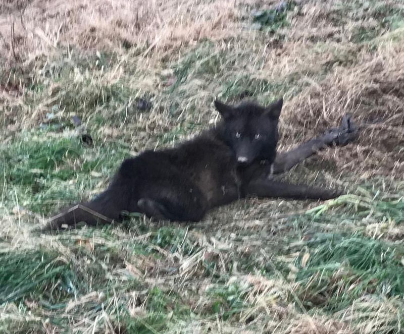 Attached picture Black Coyote.jpg